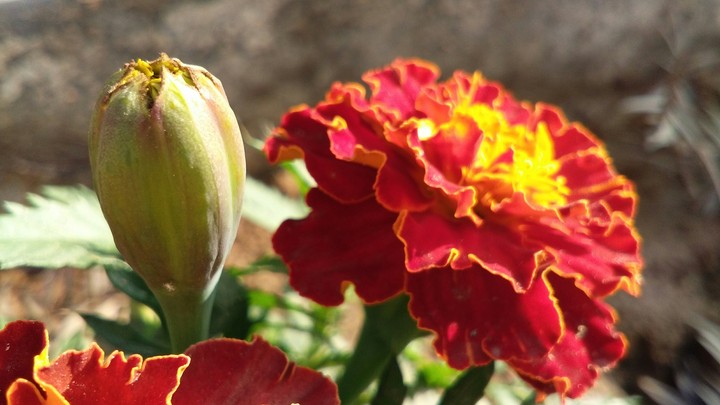 genda flowers