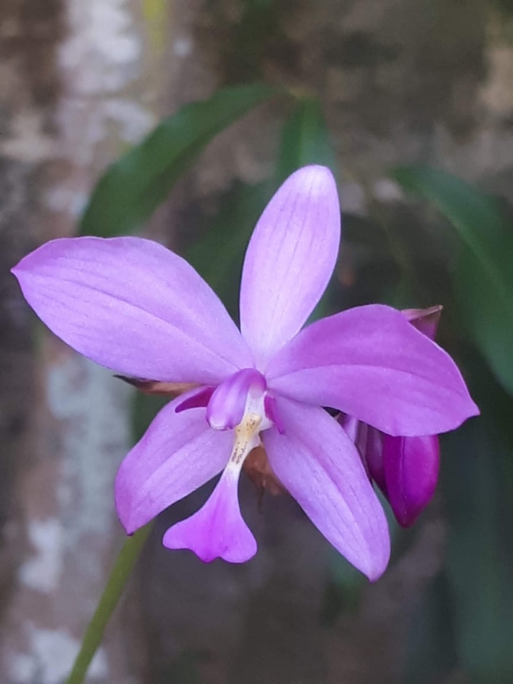 Orquidea Rosa