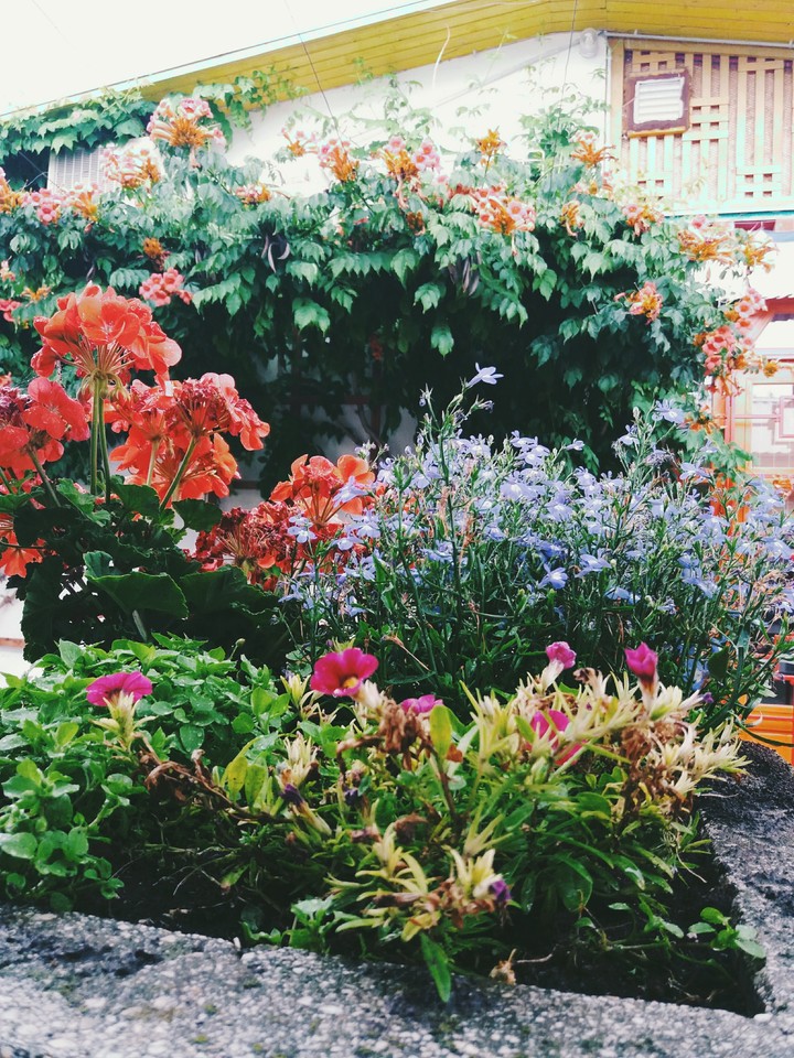 Flowers