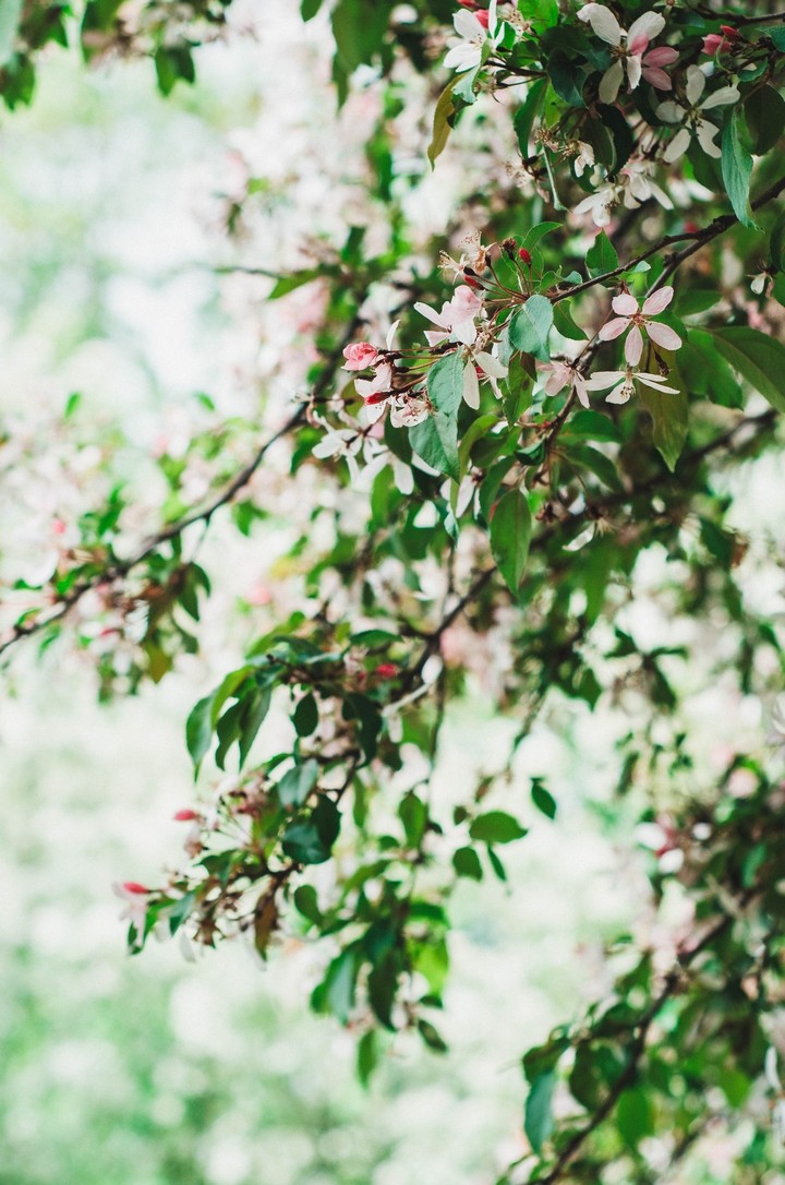 blossom