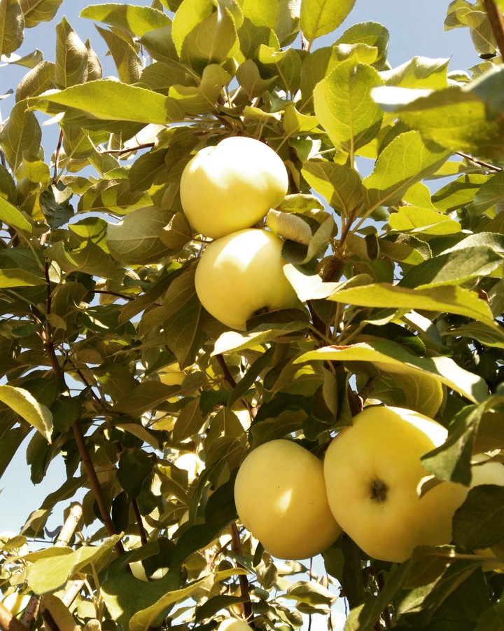 apples