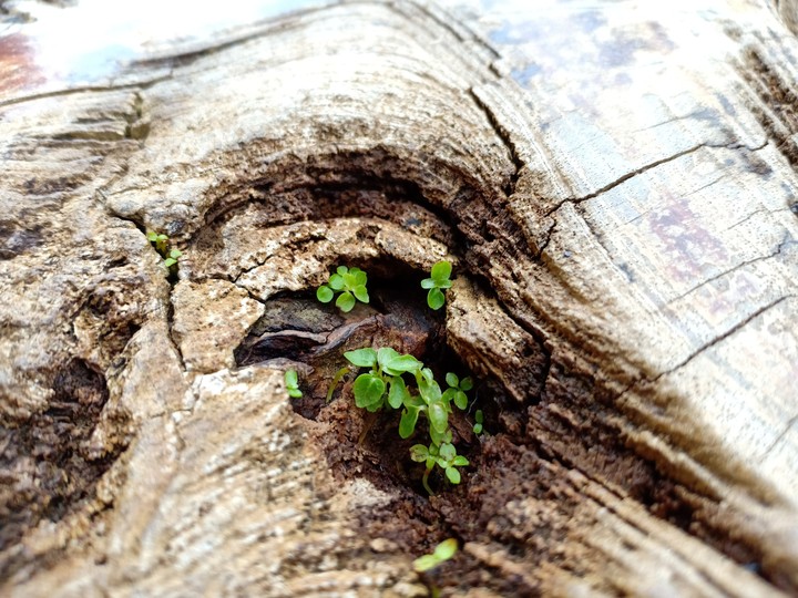 tree