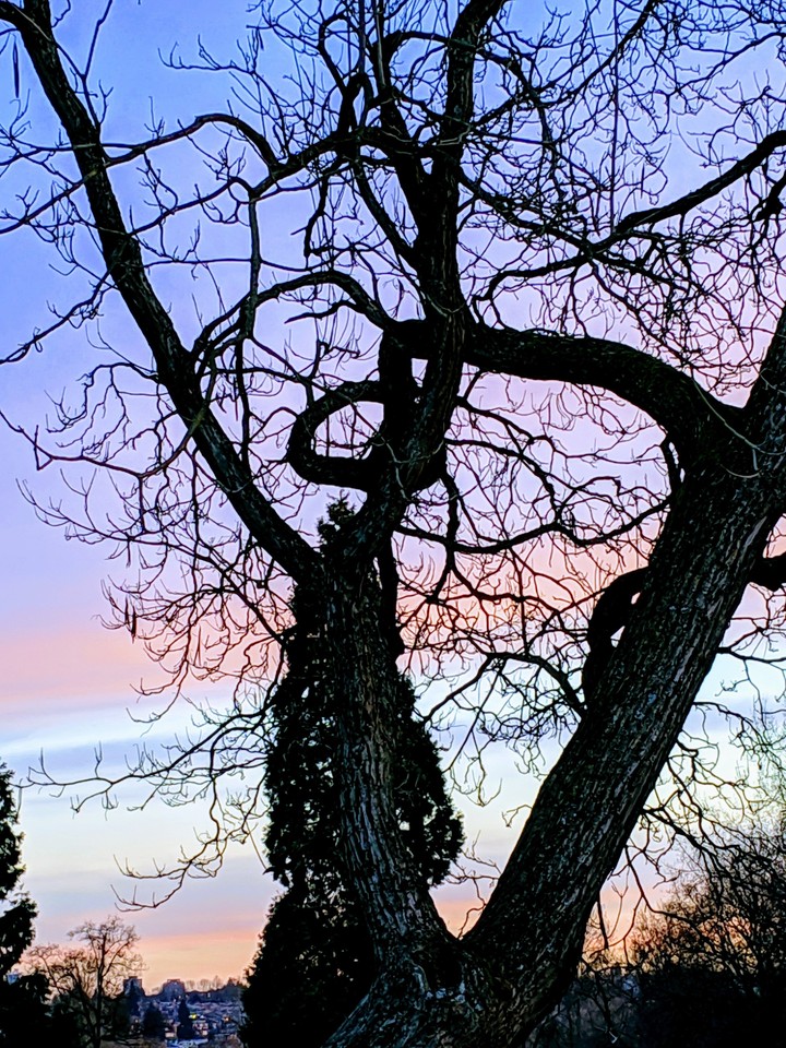 sunset tree