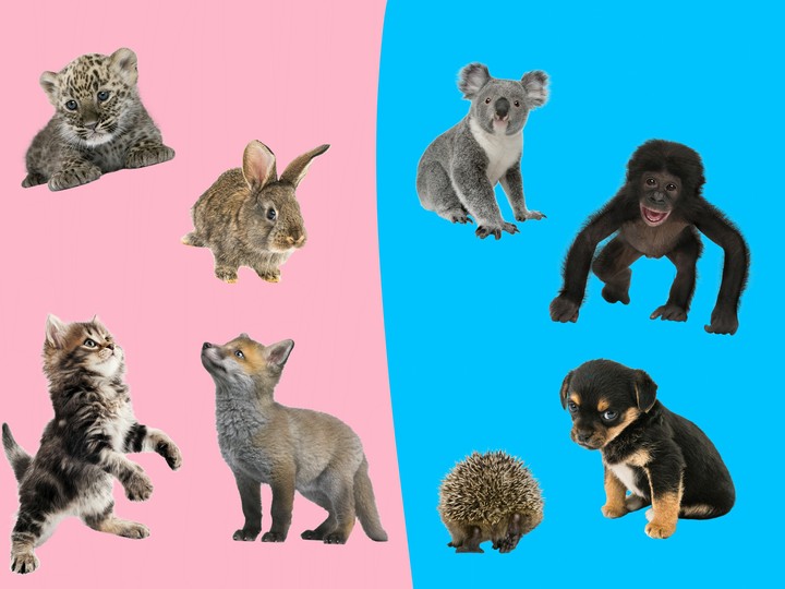 Animals