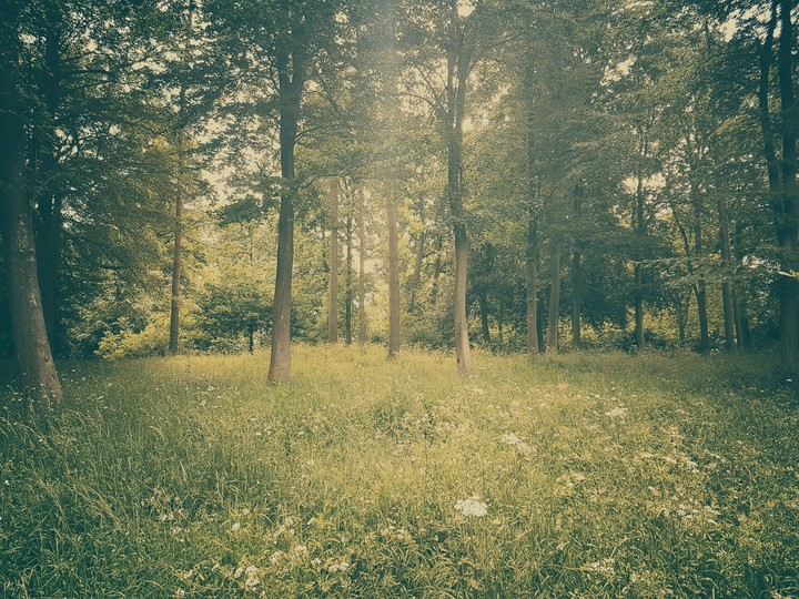woodland
