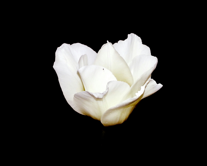petali