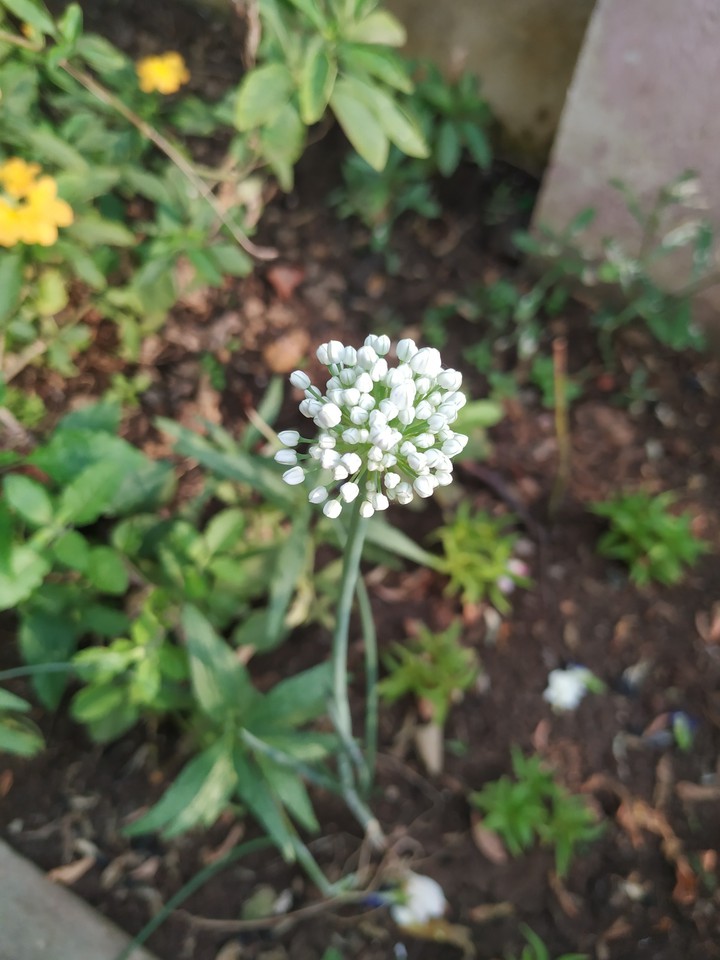 onion buds