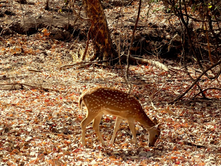 Indian Deer