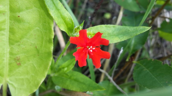 red flower