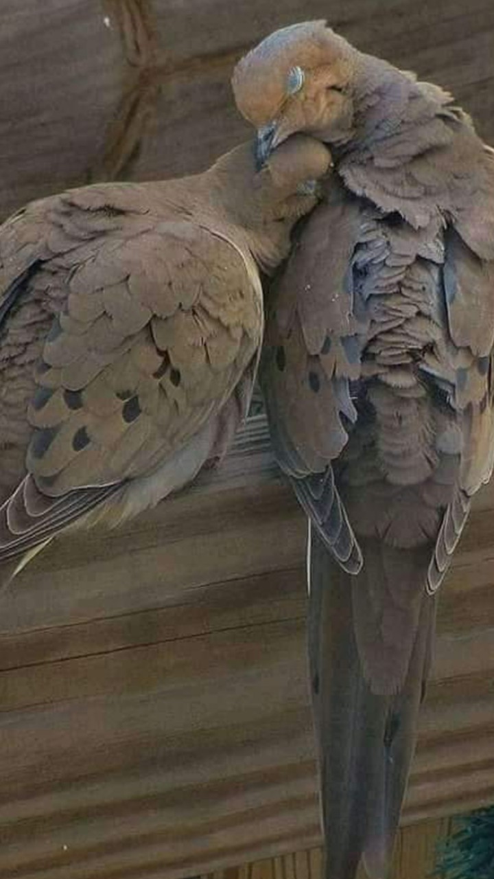 couple birds..