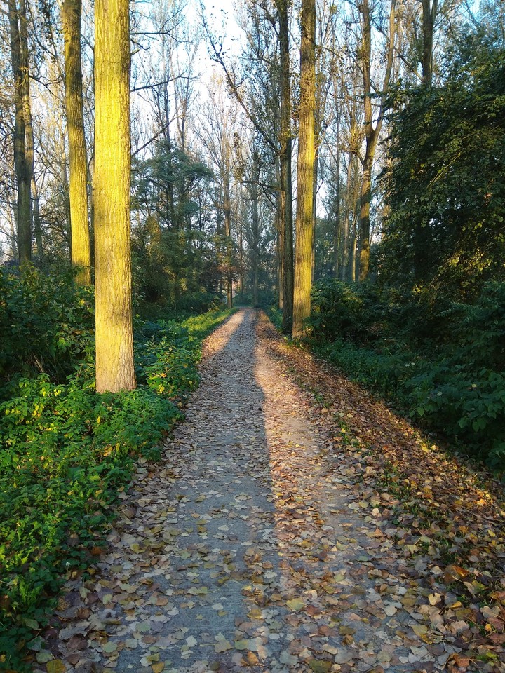 Morning running in Polish forrest. Beautiful weather.