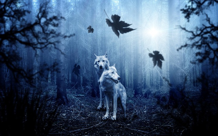 wolfs