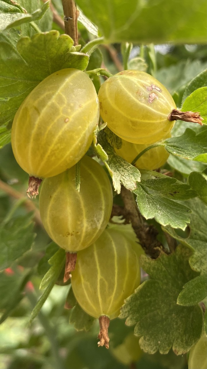 gooseberry
