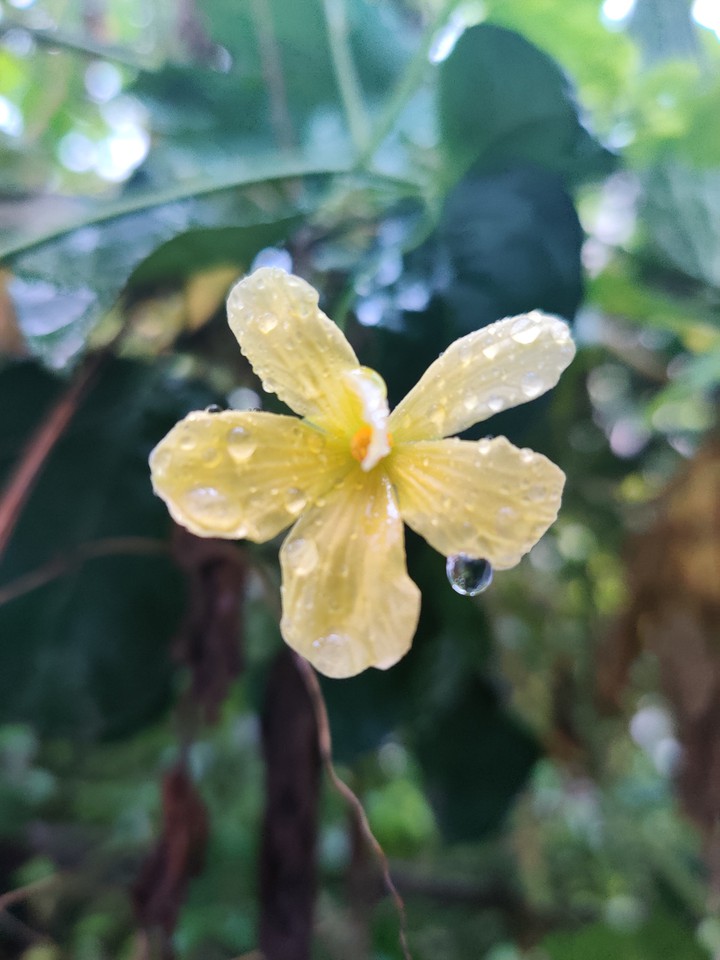 yellow flower