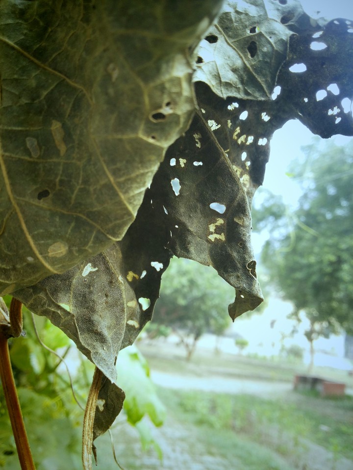 leafy