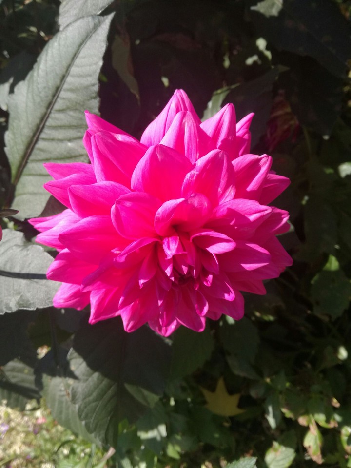 Pink Dahlie