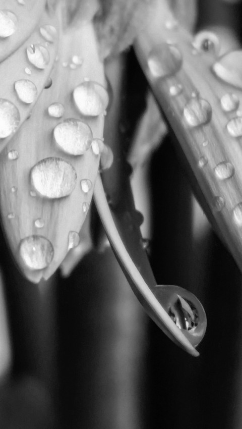 raindrop