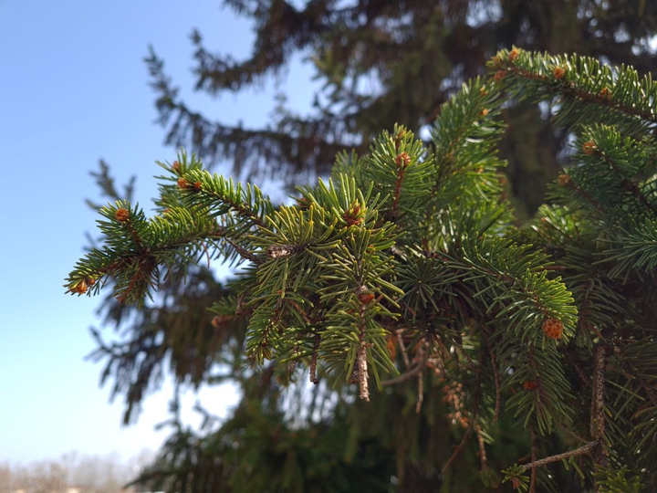 Spring весна