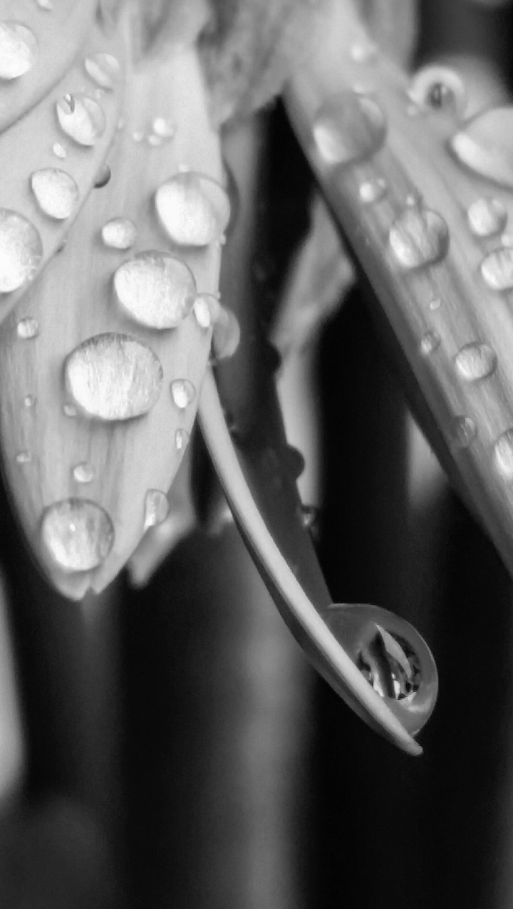 raindrop