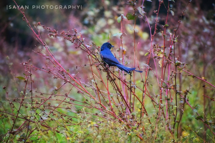 bird