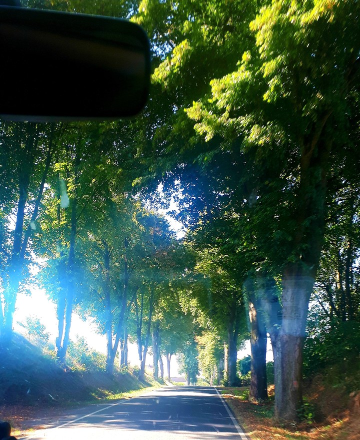 beautiful alley of trees