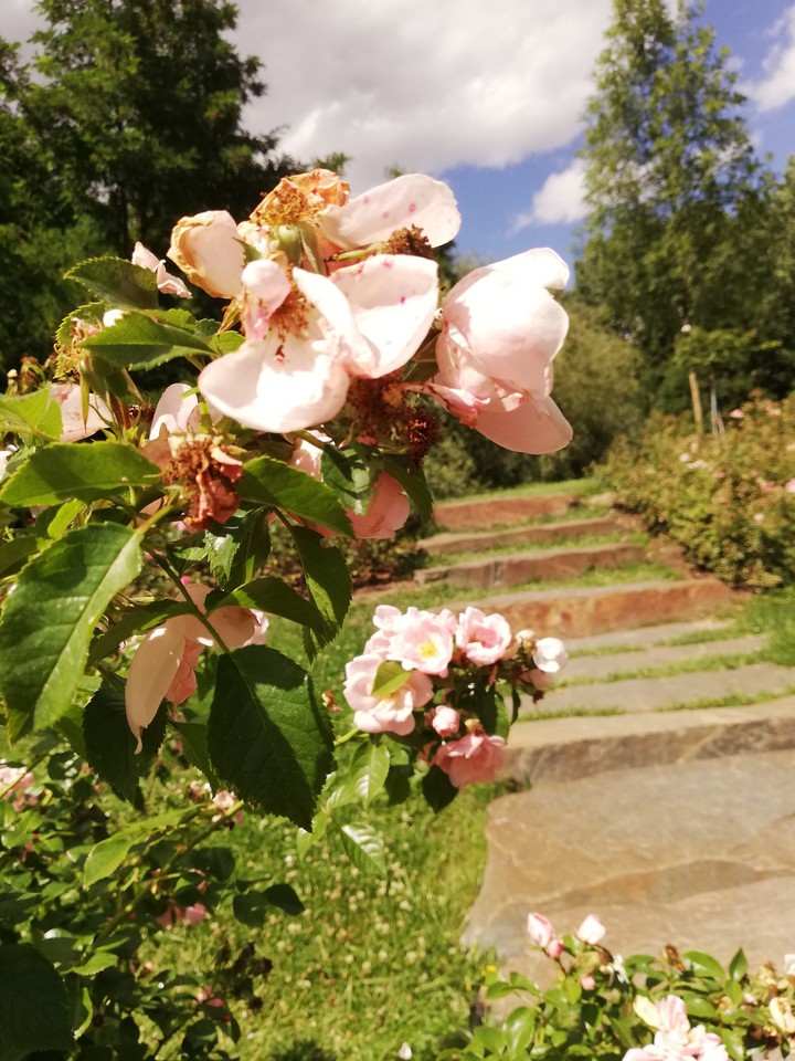 roses in front of a staircase