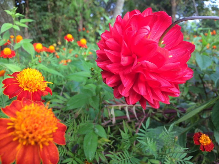 blossomofmygarden_4
