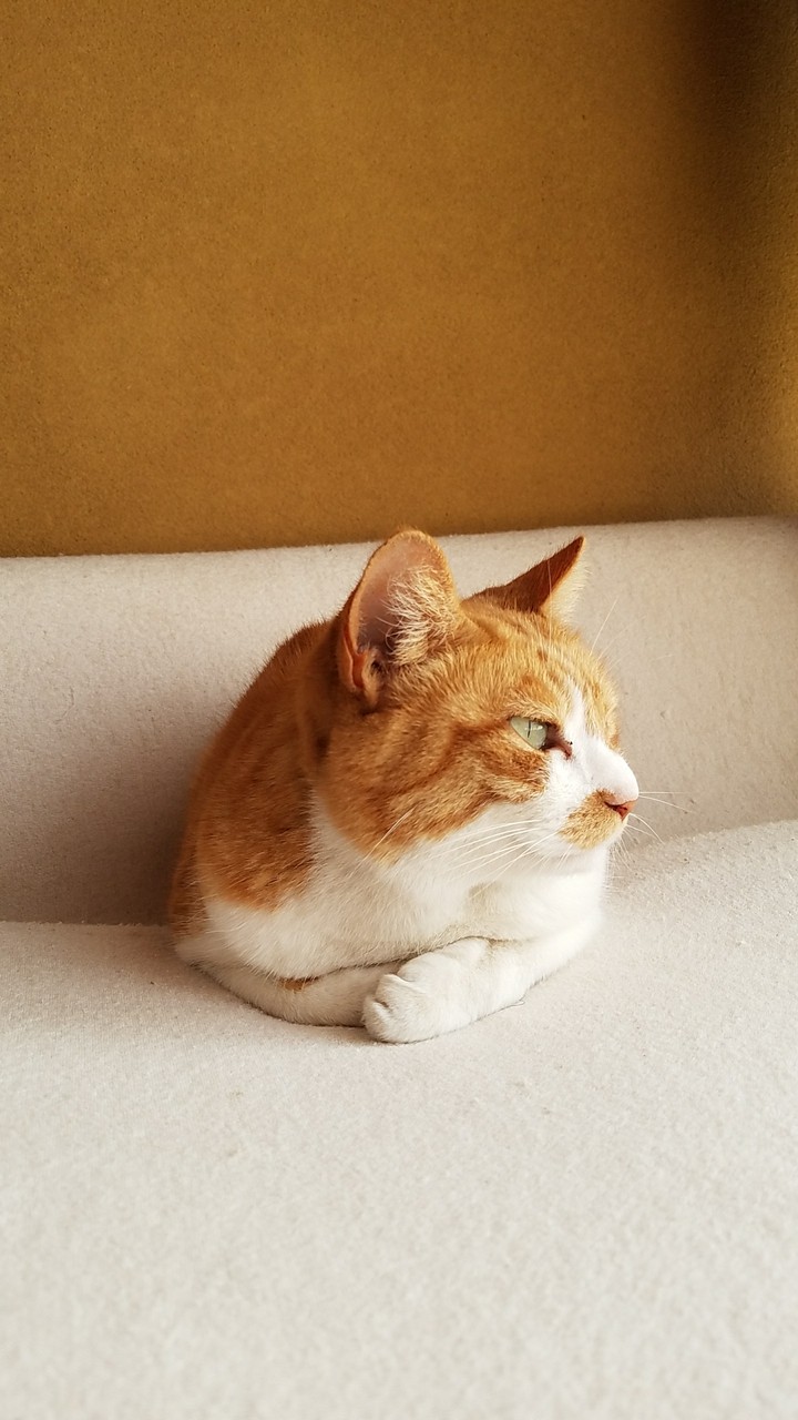 愛猫