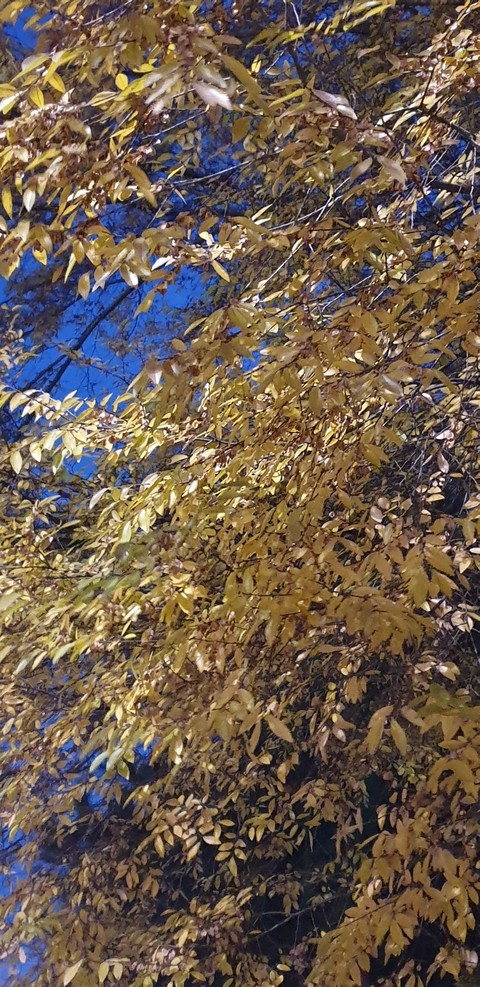 tree, 植物桌布