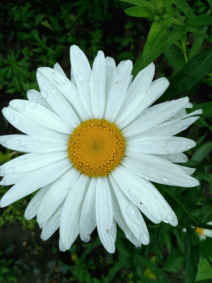 flower