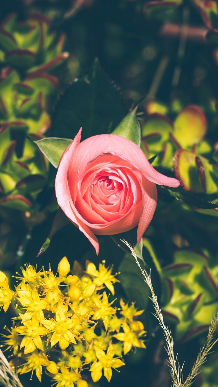 beauty...