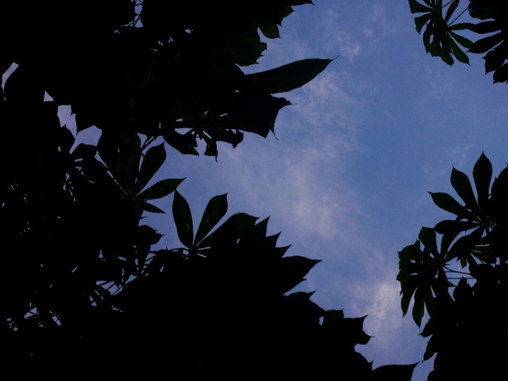 Cassava Leaves