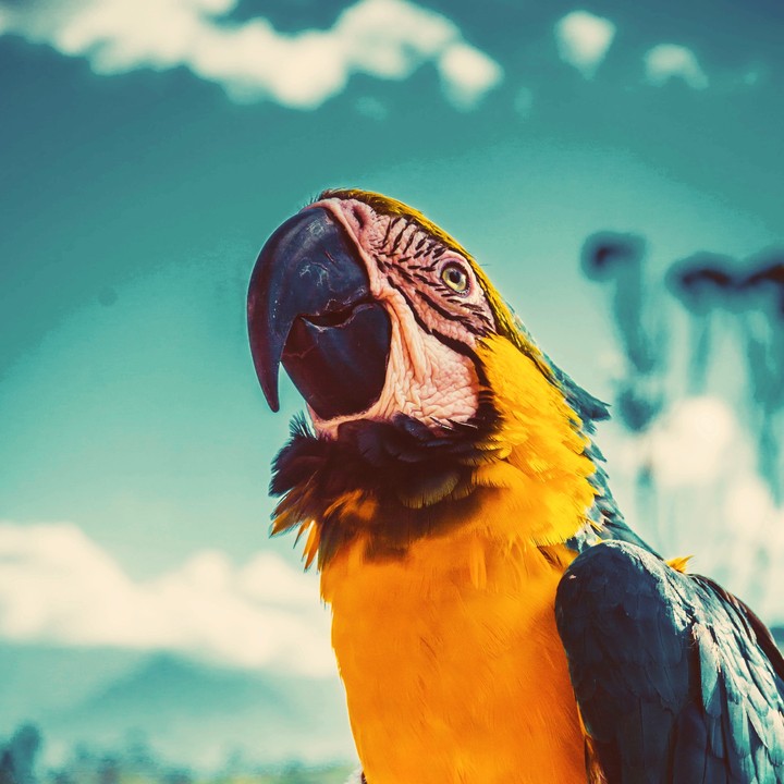 parrot