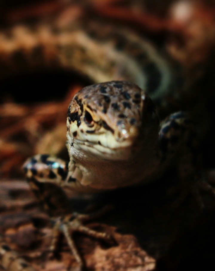 Lizard