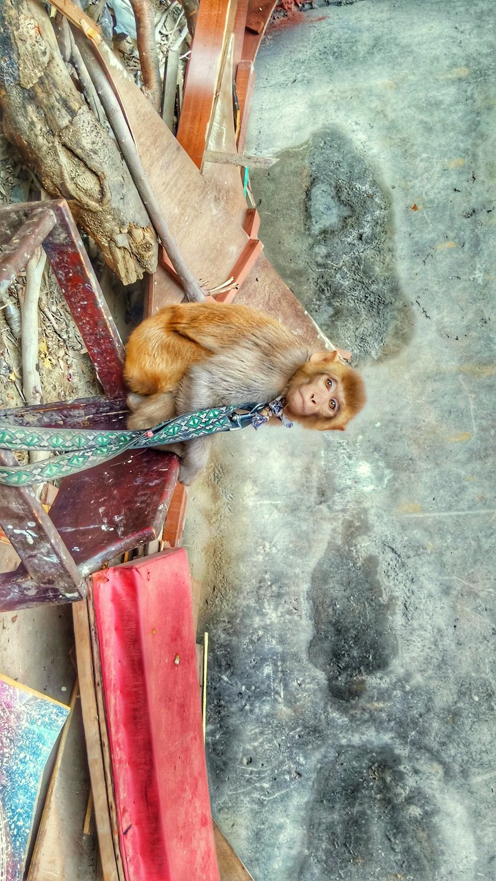 helpless monkey