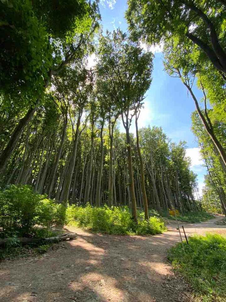 Wald