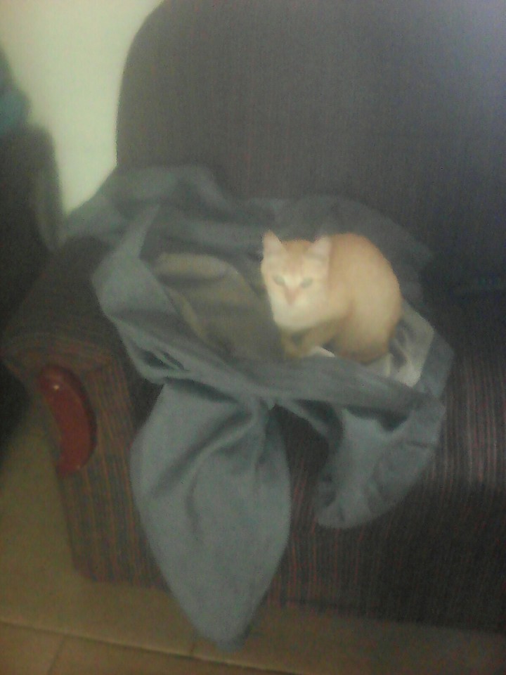 Essa é a minha gata