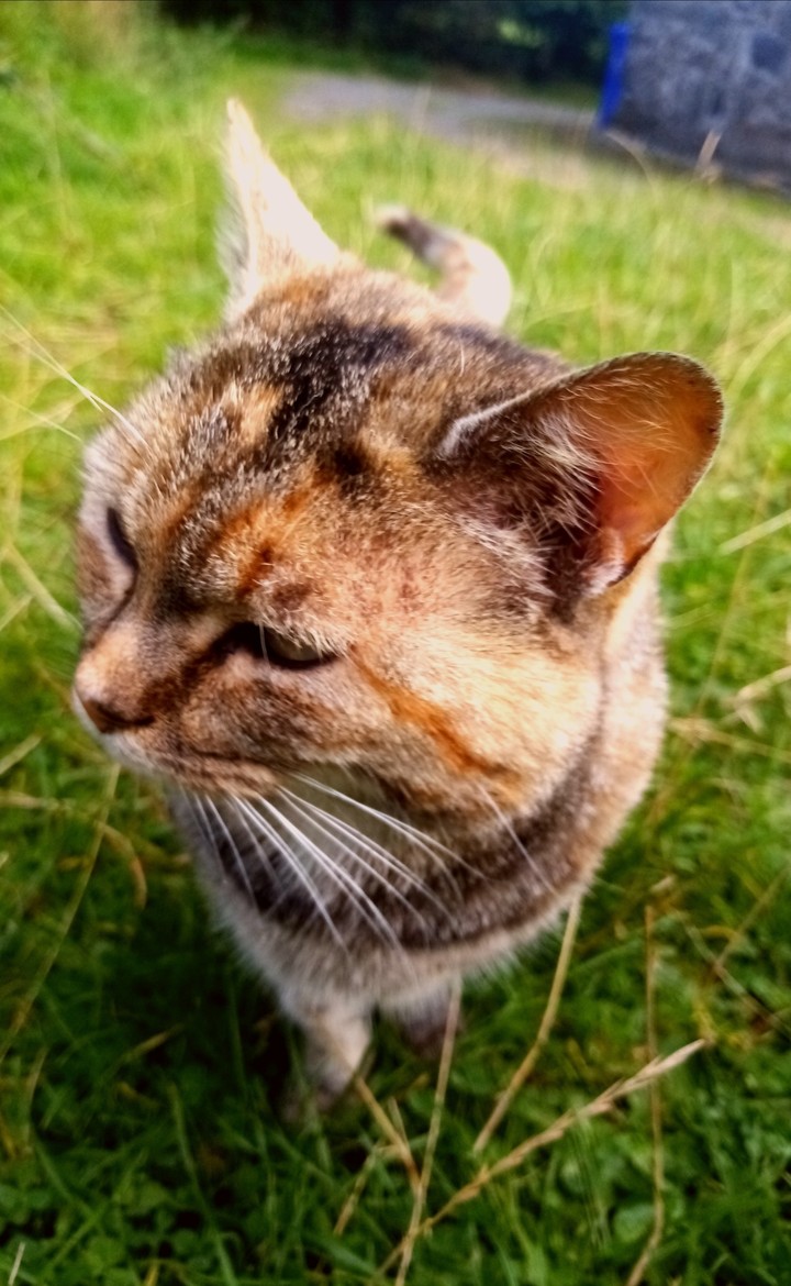 Wild cat