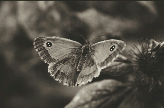 butterfly