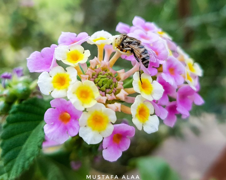 نحلة وزهرة