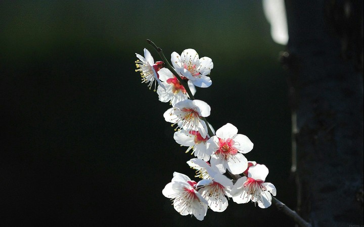 White flower, Fleur blanche