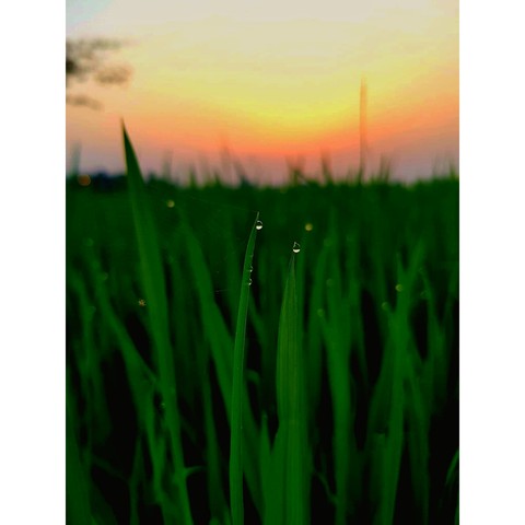 dew