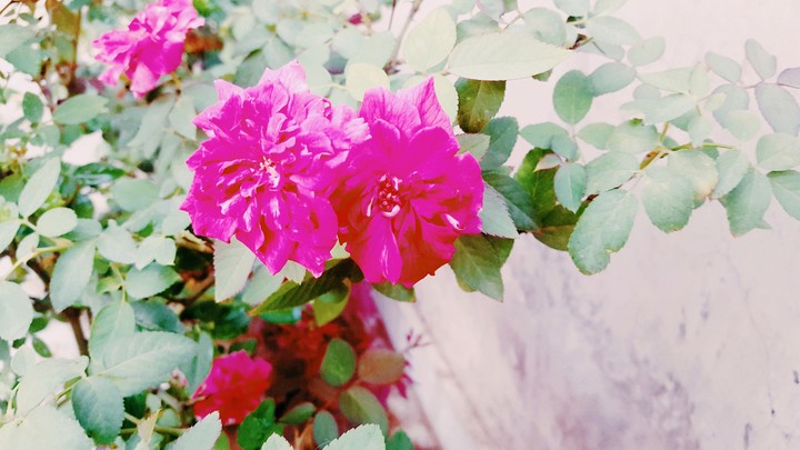 Rose