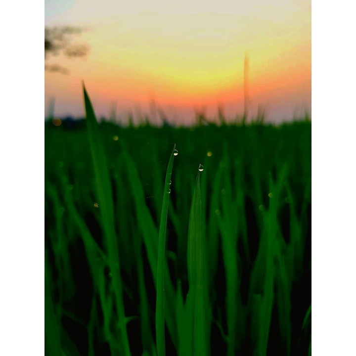 dew