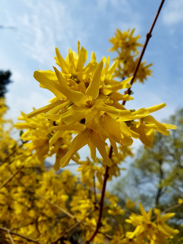 Yellow flower