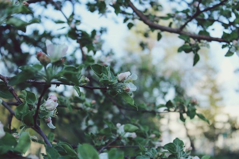 blossom