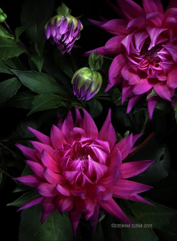 dhalia