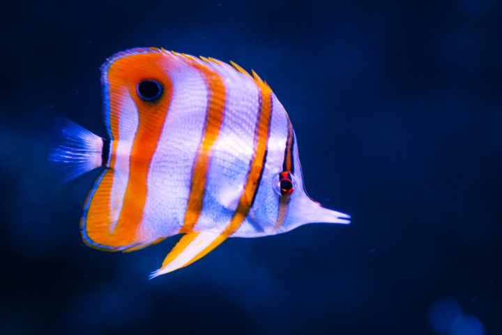 fish