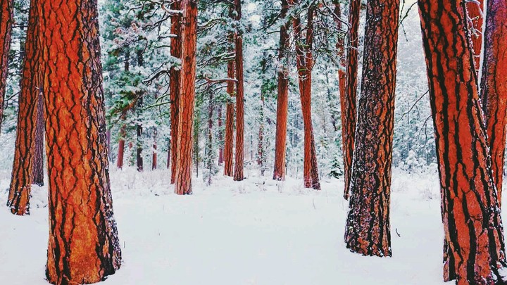 tree