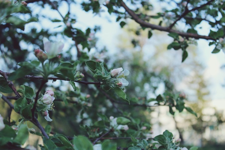 blossom